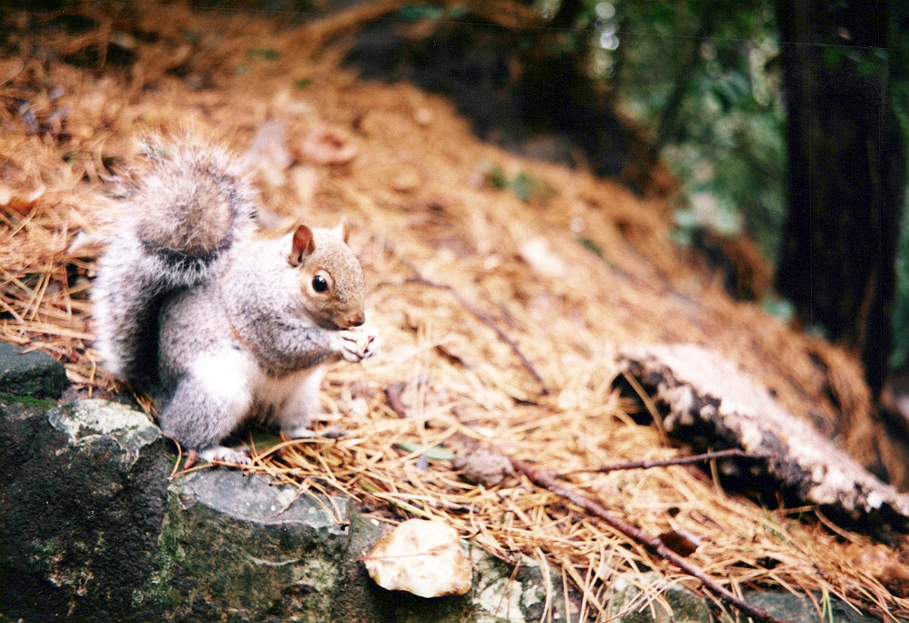 1996 - Angleterre 10.jpg